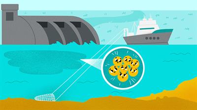 How Human Activities Are Disrupting the Silicon Cycle
